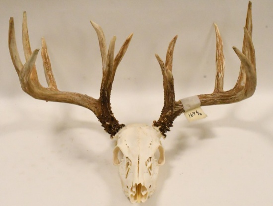 15-Point Eurpoean Deer Skull Mount