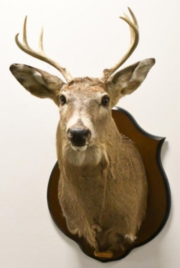 6-Point White Tail Deer Shoulder Mount