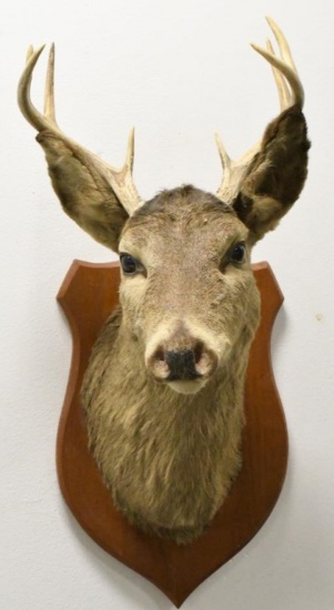 8-Point White Tail Deer Shoulder Mount