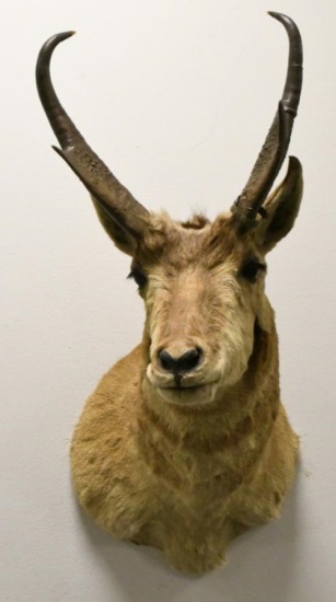 Pronghorn Antelope Shoulder Mount