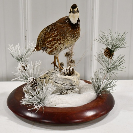 Full Body Bobwhite Quail Taxidermy Display