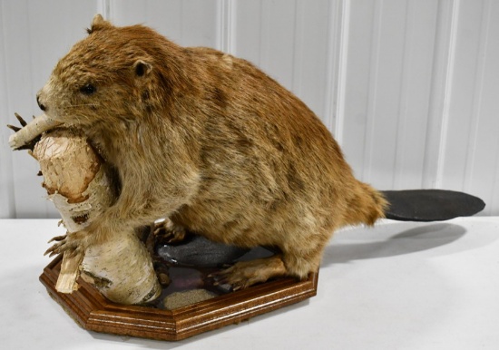 Full Body Beaver Mount On Deluxe Base w Birch Wood