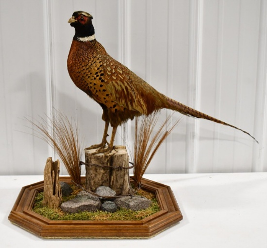 Full Body Standing Pheasant On Tabletop Base