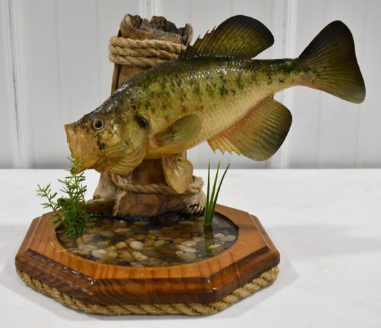 Full Body Trophy Crappie On Deluxe Resin Base
