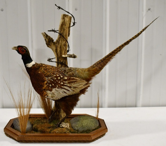 Full Body Standing Pheasant On Tabletop Base