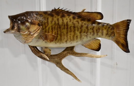 Full Body Trophy Small Mouth Bass Wall Mount