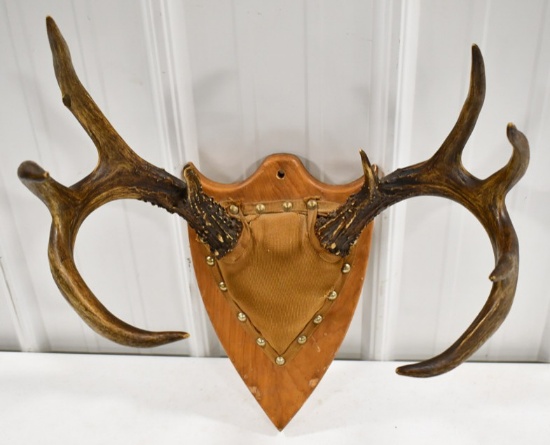9-Point White Tail Deer Rack On Wood Wall Plaque