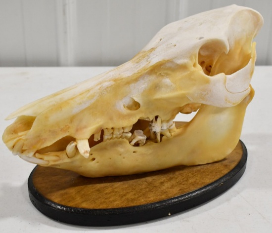 Full Boar Skull On Deluxe Wooden Plaque