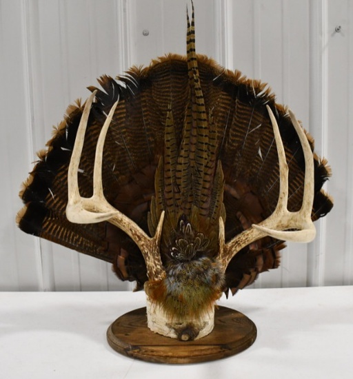 8-Point Deer Rack w/ Turkey Fan + Pheasant Feather