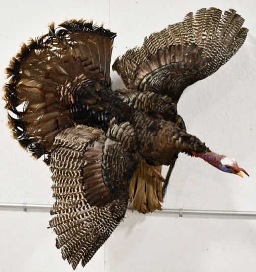 Full Body Flying Turkey Taxidermy Wall Mount