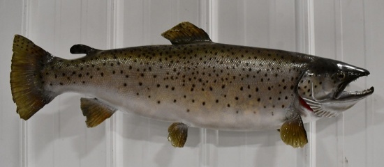 Full Body Brown Trout Taxidermy Wall Mount