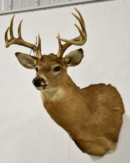 10 Point White Tail Deer Shoulder Mount
