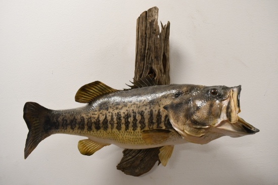 Large Taxidermy Large Mouth Bass On Driftwood
