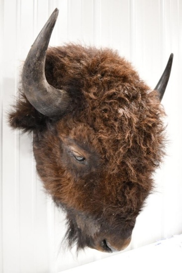 Taxidermy American Buffalo / Bison Head Mount