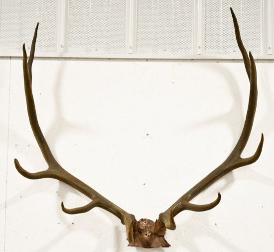 Elk Antlers Wall Mount w/ Partial Skull