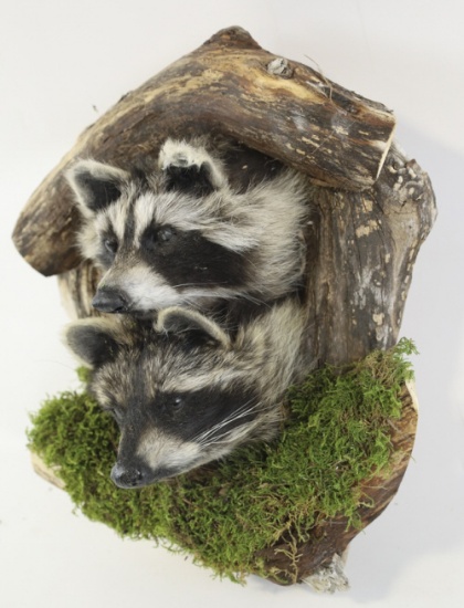 Raccoons Taxidermy Head Mount With Drift Wood