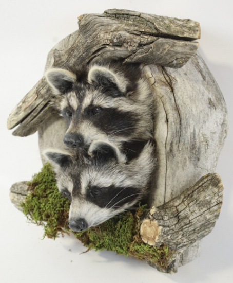 Raccoons Taxidermy Head Mount With Drift Wood