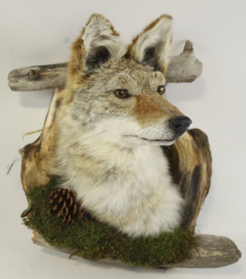 Coyote Taxidermy Shoulder Mount With Drift Wood