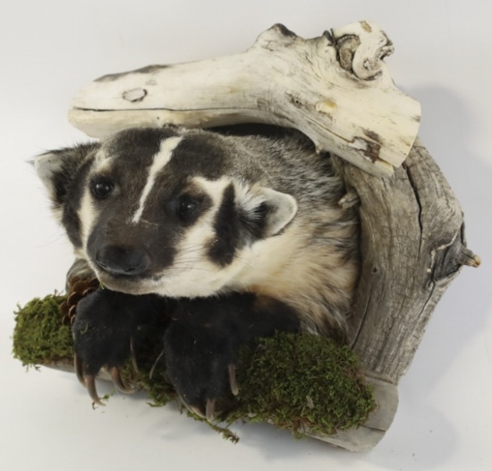 Badger Taxidermy Half Body Mount With Drift Wood