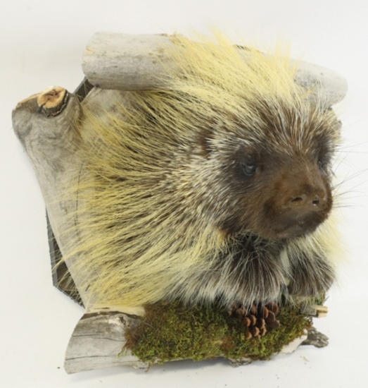 Porcupine Taxidermy 1/2 Body Mount With Drift Wood