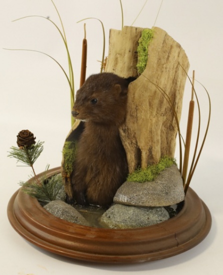 Mink In Stump Taxidermy Display