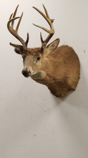 11-Point Whitetail Deer Shoulder Wall Mount