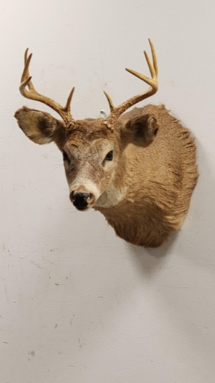 8-Point Whitetail Deer Shoulder Wall Mount