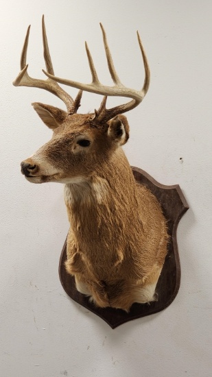 9-Point Whitetail Deer Shoulder Wall Mount