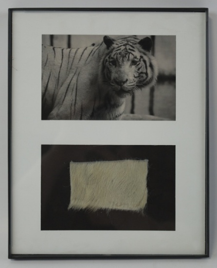 Genuine Tiger Fur In Frame