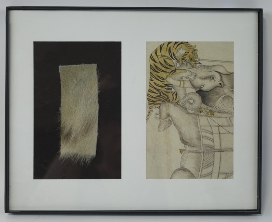 Genuine Tiger Fur In Frame