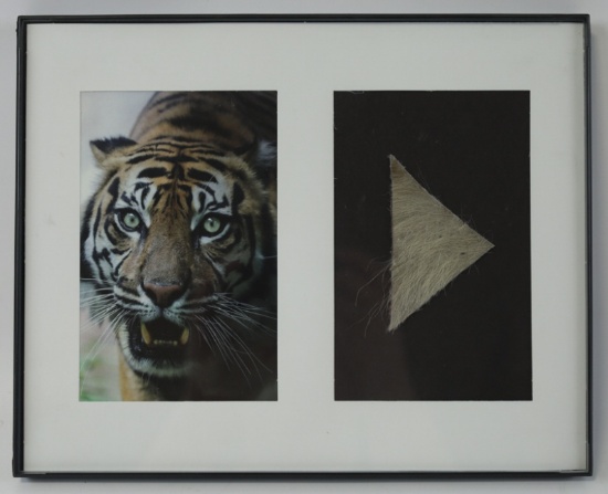 Genuine Tiger Fur In Frame