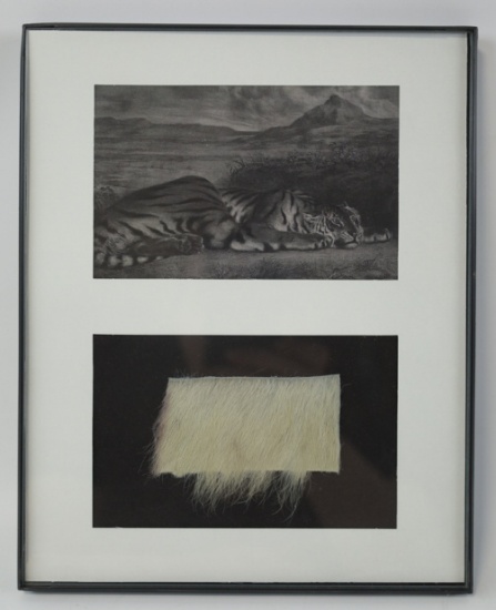Genuine Tiger Fur In Frame
