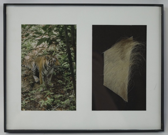 Genuine Tiger Fur In Frame