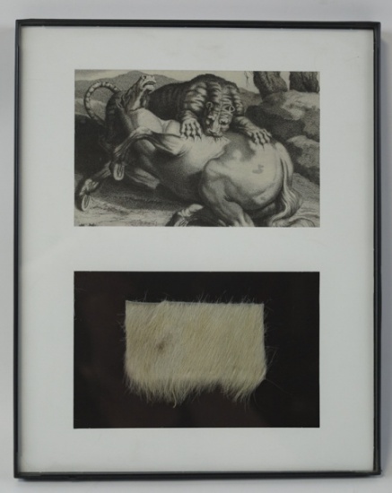 Genuine Tiger Fur In Frame