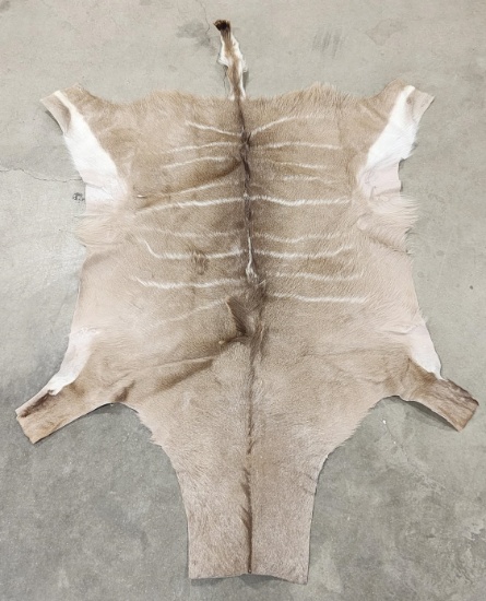 African Greater Kudu Taxidermy Rug