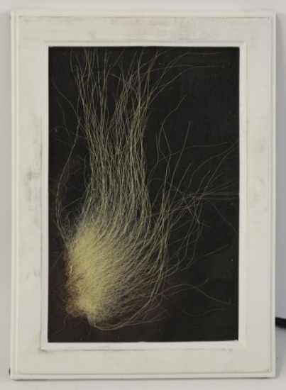 Genuine Taxidermy Polar Bear Fur in Frame