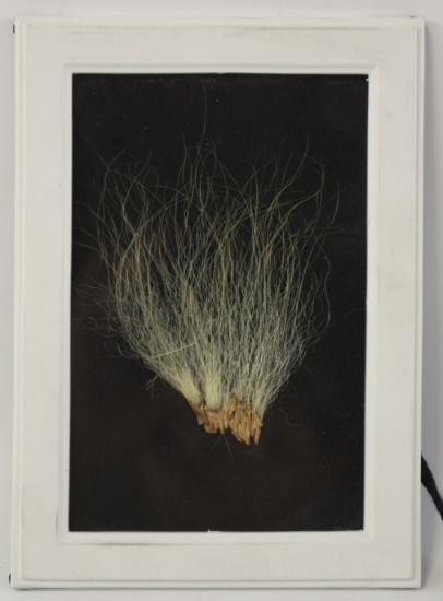 Genuine Taxidermy Polar Bear Fur in Frame