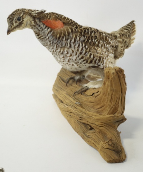 Full Body Grouse Taxidermy Mount In Driftwood
