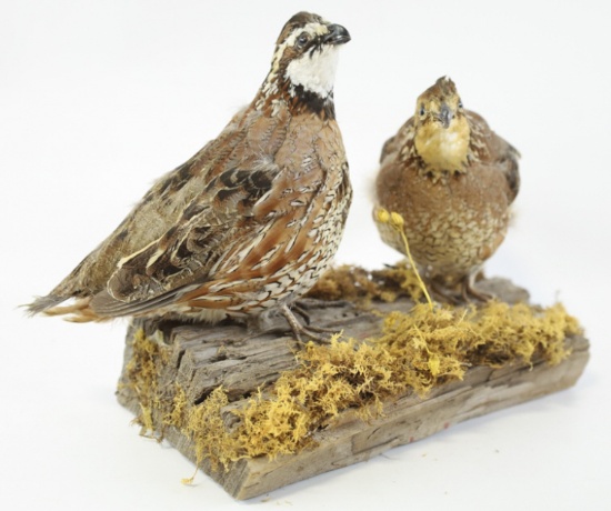 Two Full Body Quail Taxidermy Mount In Driftwood