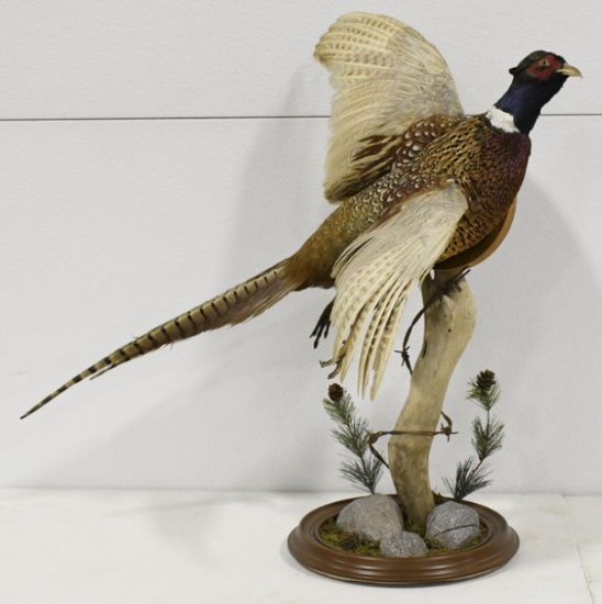 Full Body Flying Ring-Necked Pheasant Taxidermy