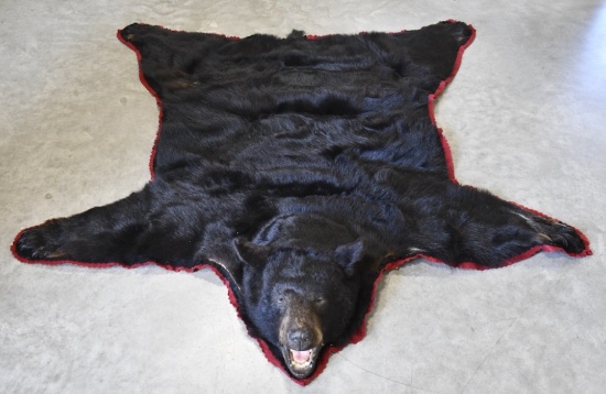 Large Black Bear Full Body Taxidermy Rug