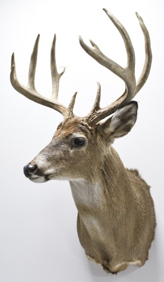 11 Point Whitetail Deer Shoulder Mount