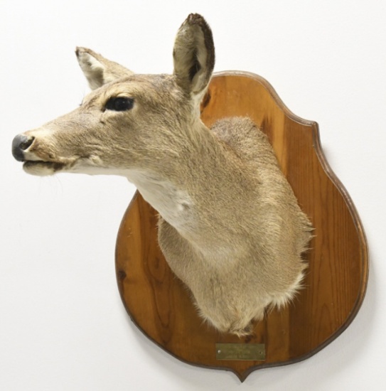 1985 Whitetail Doe Shoulder Mount