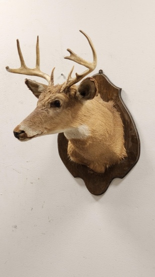 9-Point Whitetail Deer Shoulder Wall Mount