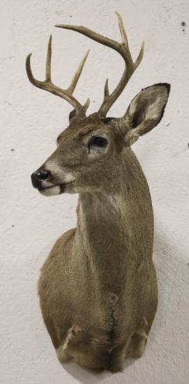8-Point Whitetail Deer Taxidermy Shoulder Mount