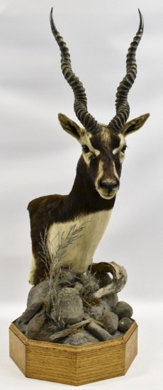 African Blackbuck Antelope Shoulder Mount w/ Base