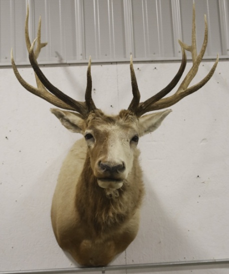 Large Elk Taxidermy Shoulder Mount