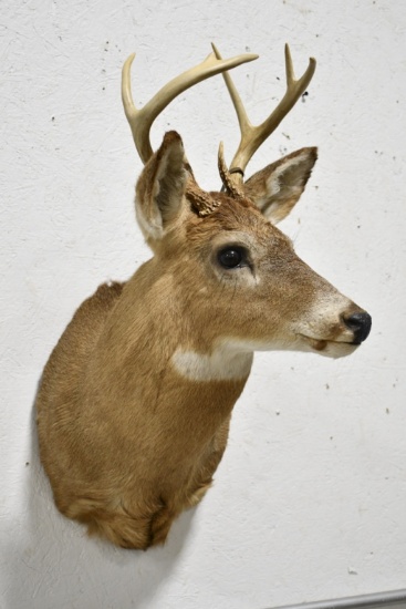 8-Point Whitetail Deer Taxidermy Shoulder Mount