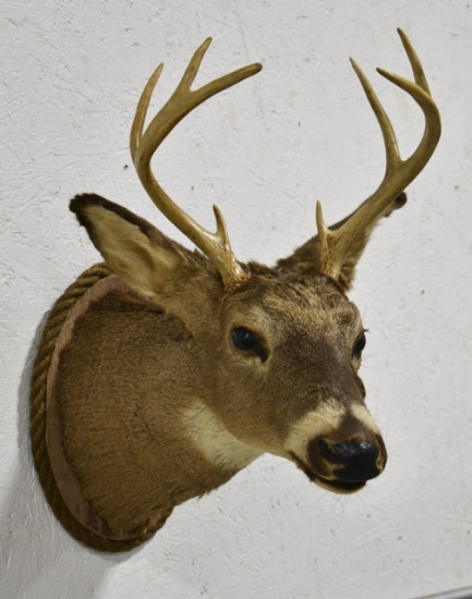 8-Point Whitetail Deer Taxidermy Shoulder Mount