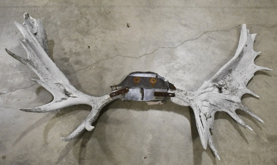 Moose Antlers Wall Mount
